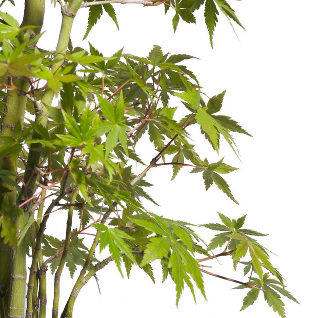 もみじ -寄せ植え- （推定樹齢10年） 詳細画像